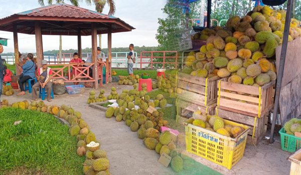 Redah lima jam perjalanan demi durian Tembaga Sarikei