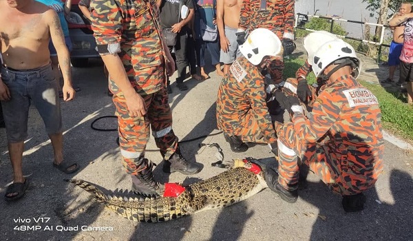 2808 BOMBA BUAYA SARAWAK LONGKANG 2