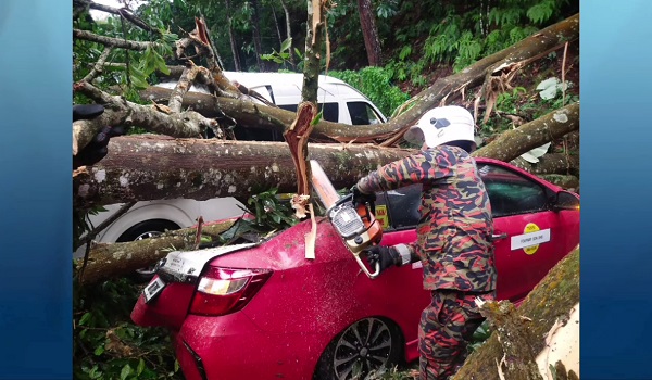 1709 PHG POKOK HEMPAP KERETA