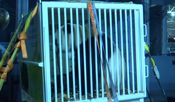 Pasangan panda gergasi Chen Xing, Xiao Yue selamat tiba di Malaysia