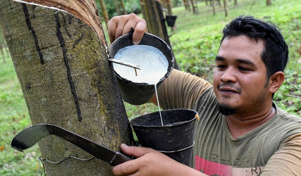 Pasaran getah ditutup rendah didorong sentimen pasaran serantau yang lemah