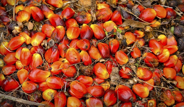 Niaga hadapan MSM ditutup rendah selepas minyak kacang soya melemah