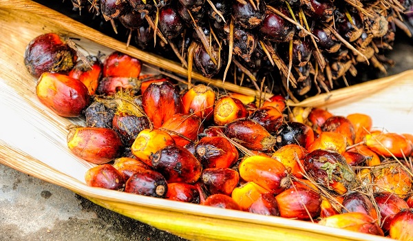 El Nino, La Nina tidak beri kesan ketara kepada industri sawit negara – Sime Darby