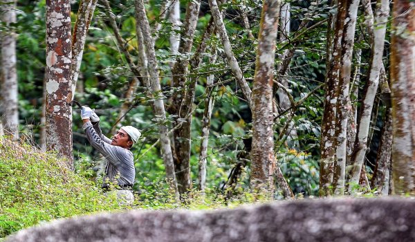 Pasaran getah Malaysia dijangka pulih minggu depan