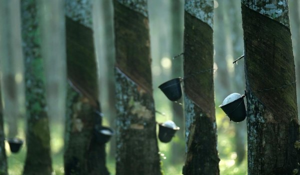 Pasaran getah dijangka didagangkan menaik minggu depan