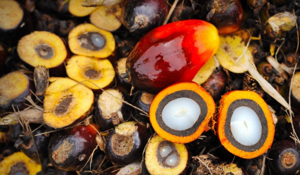 Lonjakan pengeluaran minyak sawit pacu potensi biojisim