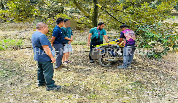 1405 RAUB CEROBOH HUTAN