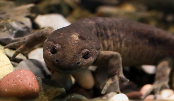 3007 LNR BRAZIL ANIMALS AXOLOTLS 2