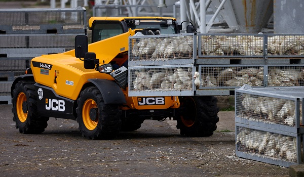 Itik-itik di sebuah ladang ternakan di Neuhardenberg, Jerman dipindahkan untuk proses pelupusan susulan penularan wabak selesema burung/ REUTERS