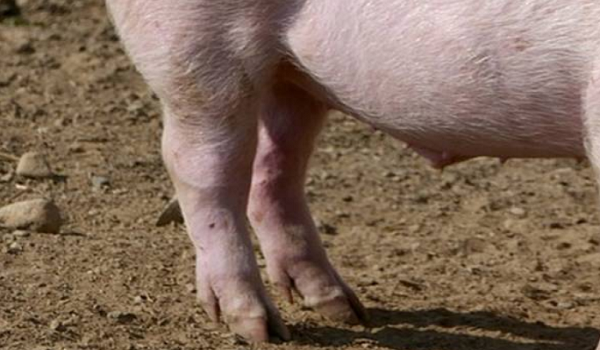 Dua ladang dikesan positif ASF, DVS Pulau Pinang pergiat pemantauan ladang babi