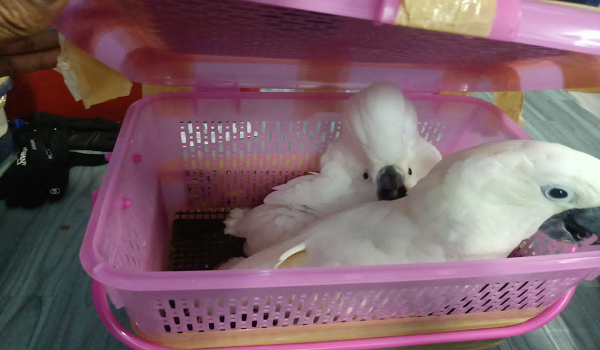 3005 KTN PGA SELUDUP2