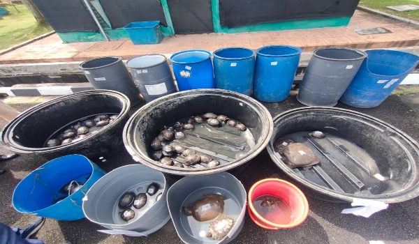 Kesemua 100 ekor kura-kura dan labi-labi yang dirampas dianggarkan bernilai RM20,000