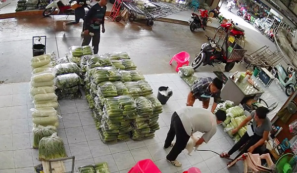 0205 BD ANJING STROK HABA 2