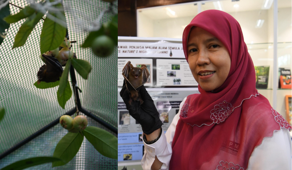 1007 POTENSI KELAWAR 1