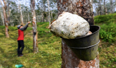 Insentif itu tidak diaktifkan di Semenanjung berikutan harga purata yang lebih tinggi, iaitu RM3.30 sekilogram