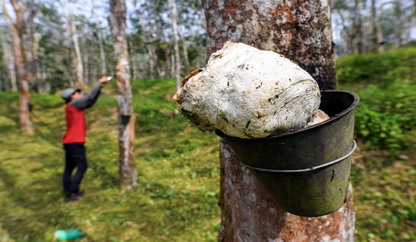 Insentif itu tidak diaktifkan di Semenanjung berikutan harga purata yang lebih tinggi, iaitu RM3.30 sekilogram