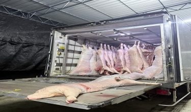 PPM rampas tujuh tan karkas babi di jeti haram