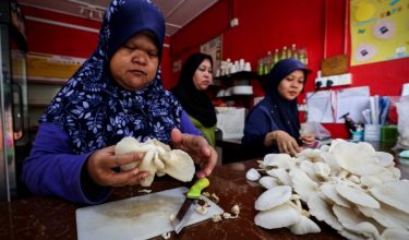 KUALA LUMPUR, 10 Jan -- Pelatih Orang Kurang Upaya (OKU) autisme Athirah Roslan, 30, (kanan) dan Noor Farizan Rahmat, 35, (kiri) membersihkan dan membungkus cendawan tiram sutera yang dipetik sebelum disimpan di dalam peti sejuk sambil dipantau oleh guru di Pertubuhan Pemulihan Dalam Komuniti (PDK) Kasih Templer Autisma, Batu Caves baru-baru ini.

Meskipun tergolong dalam golongan individu berkeperluan khas yang tidak boleh menulis dan membaca, namun jika diberi peluang, mereka ini mampu bekerja seperti individu normal, malah mungkin lebih baik.

--fotoBERNAMA (2024) HAK CIPTA TERPELIHARA