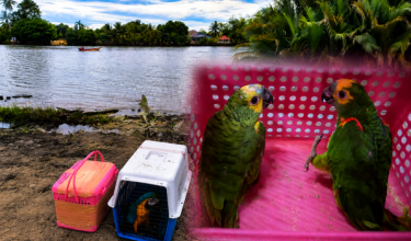 Dua sangkar berisi burung kakak tua eksotik dipercayai diseludup dari Thailand dirampas PGA di Pengkalan Kubor/Foto PGA Tenggara