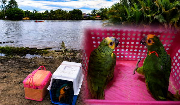 Dua sangkar berisi burung kakak tua eksotik dipercayai diseludup dari Thailand dirampas PGA di Pengkalan Kubor/Foto PGA Tenggara