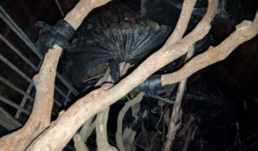 Antara 300 pokok yang dirampas dalam operasi PGA di Rantau Panjang, Kelantan/Foto PGA Briged Tenggara