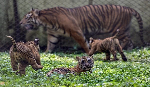 Ten-week-old Sumatran tiger cubs play next to their mother Dini, 10, during their debut at Taman Safari Indonesia in Pasuruan in East Java province on June 4, 2026. (Photo by Juni KRISWANTO / AFP)