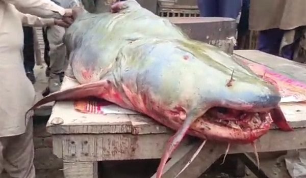 0501 LNR IKAN GERGASI PORTAL