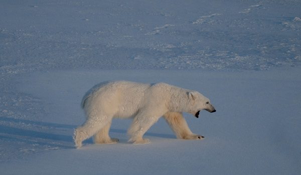 0501 LNR RUSSIA POLAR BEAR ATTACK