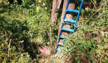 Seorang lelaki ditemukan meninggal dunia dipercayai terjatuh dari pokok petai di sebuah kebun di Kampung Bukit Hijau, Kupang dekat sini, hari ini.