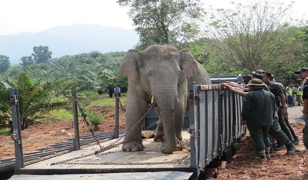 Operasi pemindahan dibantu dua gajah denak termasuk Cheri dan Rambai.