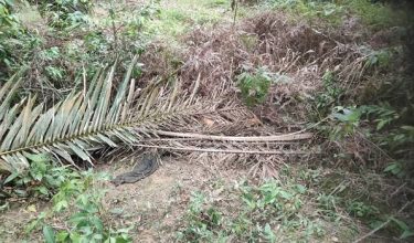 Mayat mangsa ditemukan di bawah timbunan pelepah kelapa sawit di kebun kelapa sawit Batu 19 Jalan Karak-Kuala Pilah dekat Telemong di Bentong.