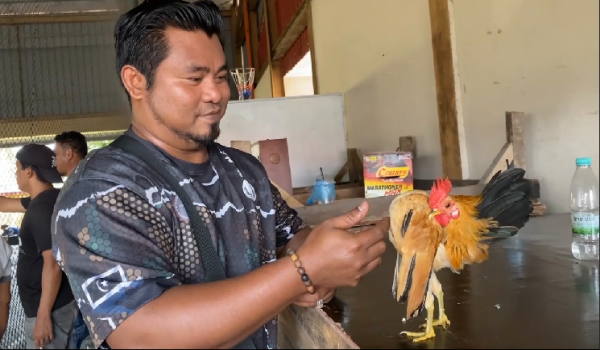 Salah seorang peserta menunjukkan keunikan ayam serama miliknya pada  Pertandingan Ayam Serama Peringkat Kebangsaan di Ketereh/RTM