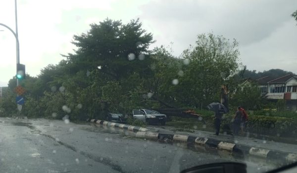 0603 POKOK TUMBANG