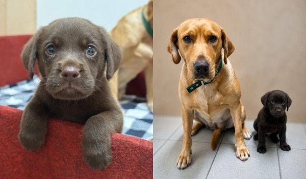 JBPM berjaya biak anjing K9 tempatan pertama diberi nama Brave/Foto Facebook Nga Kor Ming