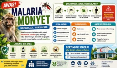 Malaria monyet ditularkan daripada monyet kepada manusia melalui gigitan nyamuk.