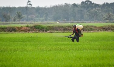 Pesawah melakukan kerja-kerja menyemai benih padi di petak sawah/Foto fail BERNAMA