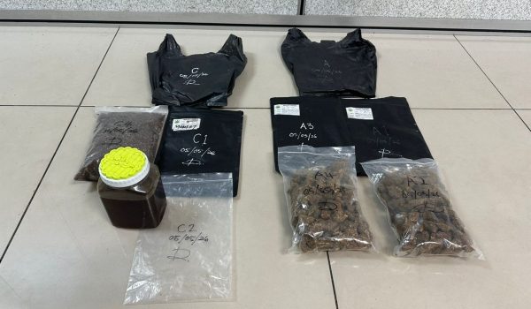 Antara rampasan ganja yang ditemukan dalam serbuan pada Selasa/Foto PGA