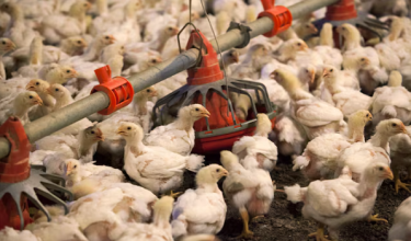 Virus itu dikesan di 23 ladang ternakan ayam di daerah Morang, Sunsari, Jhapa dan Chitwan