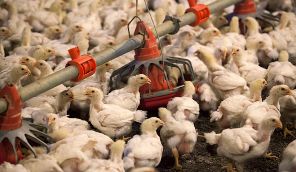 Virus itu dikesan di 23 ladang ternakan ayam di daerah Morang, Sunsari, Jhapa dan Chitwan