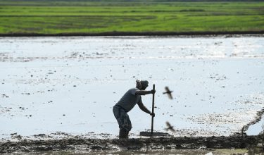 ALOR SETAR, 6 Mei -- Petani gigih memulakan kerja-kerja pembajakan sawah sebagai persediaan awal bagi musim baharu penanaman padi ketika tinjauan hari ini.

Pengerusi Pertubuhan Persaudaraan Pesawah Malaysia (PeSAWAH) Abdul Rashid Yob berkata bayaran pendahuluan insentif pembajakan sebanyak RM200 bagi setiap hektar sawah sedikit sebanyak melegakan petani di Kedah dalam menghadapi kos persediaan, sekali gus membantu meringankan beban mereka untuk meneruskan usaha di bendang.

--fotoBERNAMA (2026) HAK CIPTA TERPELIHARA