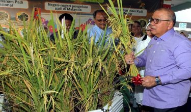 IPOH, 6 Mei -- Pengerusi Jawatankuasa Pembangunan Luar Bandar, Perladangan, Pertanian dan Industri Makanan Perak Datuk Zolkafly Harun (kanan) menuai padi pada Majlis Tuaian Sulung Padi Dalam Sekolah di Sekolah Kebangsaan (SK) Rapat Setia hari ini.

Hasil tuaian pertama projek penanaman padi jenis PR23 itu telah menghasilkan lebih 120 kilogram (kg) beras yang telah ditanam sejak Oktober tahun lalu. 

--fotoBERNAMA (2024) HAK CIPTA TERPELIHARA