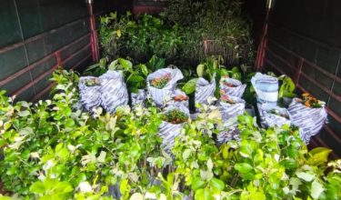 Ratusan anak pokok seludup dari negara jiran dirampas dalam serbuan petang semalam/Foto PGA Tenggara