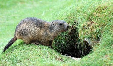 Marmot/Foto Pixabay
