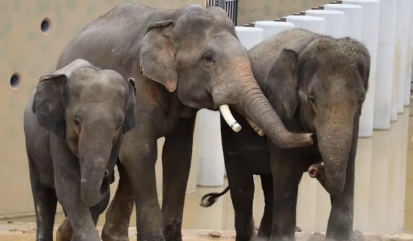 Dara, Amoi dan Kelat (DAK) di Zoo Tennoji, Osaka/ BERNAMA