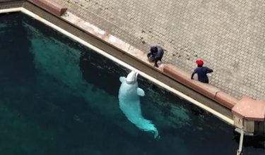 Taman tema Marineland di Kanada/ REUTERS
