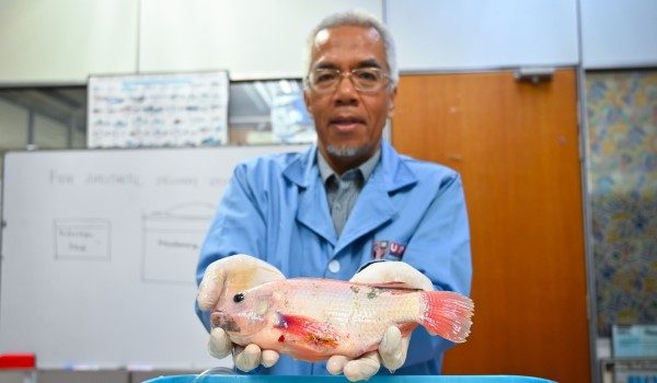 Pegawai Veterinar, Jabatan Pengajian Klinikal Veterinar, Fakulti Perubatan Veterinar (FPV), UPM, Dr. Mohd Fuad Matori menunjukkan hasil kaedah pembedahan ikan berasaskan sistem anestesia kitar semula atas ikan tilapia sebagai model kajian/Foto UPM