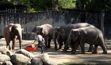 Sebahagian gajah yang terdapat di Zoo Taiping & Night Safari. Gambar Fail / BERNAMA