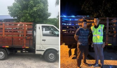Seorang lelaki ditahan bersama seekor lembu tanpa dokumen sah di Pengkalan Kubor, Kelantan/Foto PGA Briged Tenggara