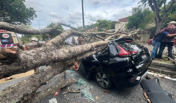 Dua pensyarah UiTM Shah Alam cedera selepas MPV dinaiki dihempap pokok tumbang di Seksyen 7, Shah Alam, tengah hari tadi/Foto Bomba Selangor