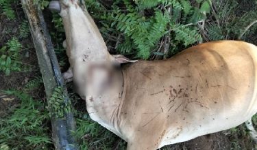 Lembu ditemukan telah mati ketika pemiliknya membuat pemantauan di Ladang Sungai Mok./ IPD Rompin